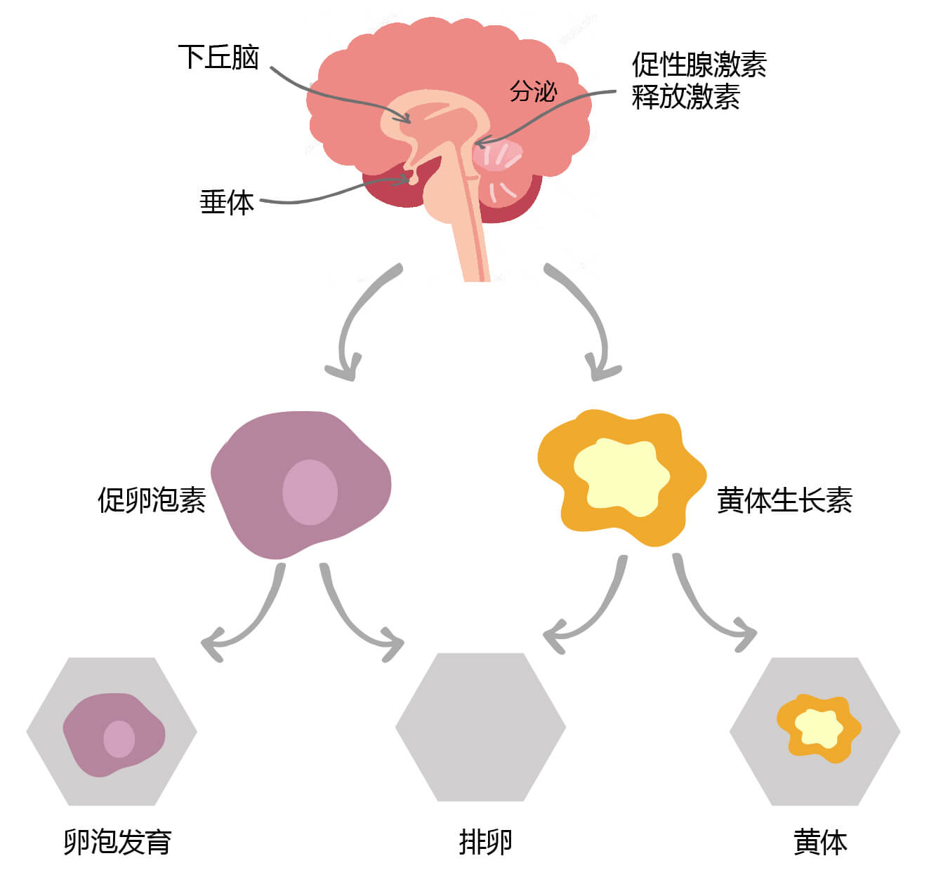 促卵泡激素(FSH)的生物功能 促卵泡激素(FSH)的生物功能