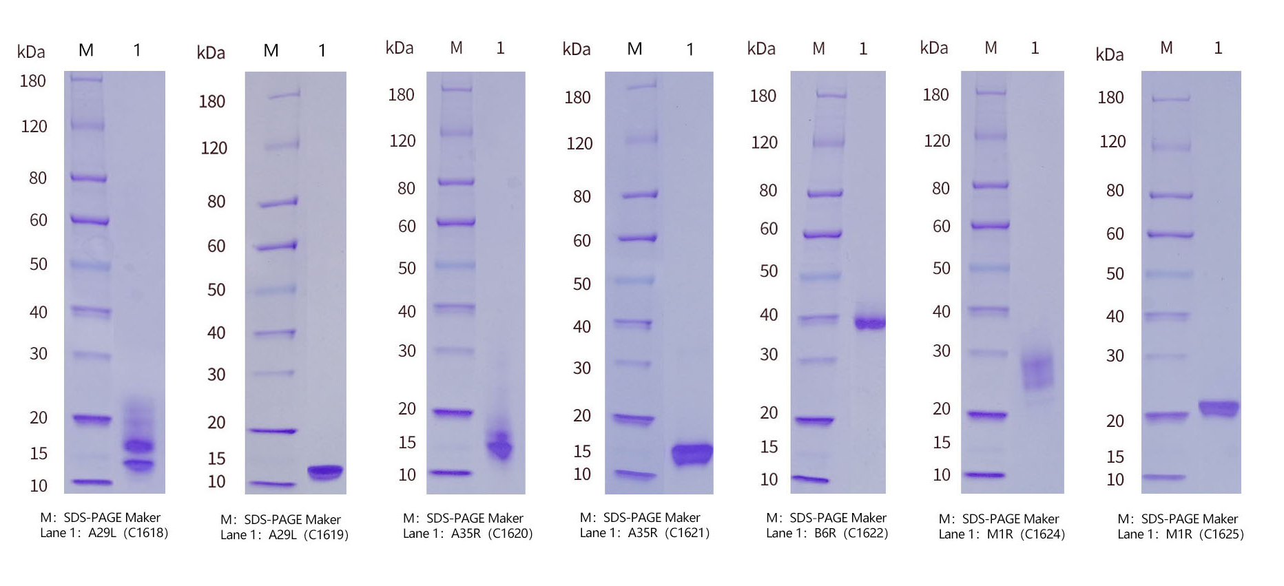 SDS-PAGE of ProGRP protein