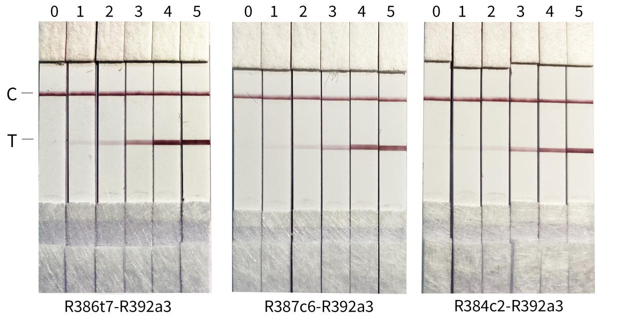 Colloidal gold detection results for Monkeypox virus A35R antibody